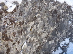 Endocarpon pulvinatum