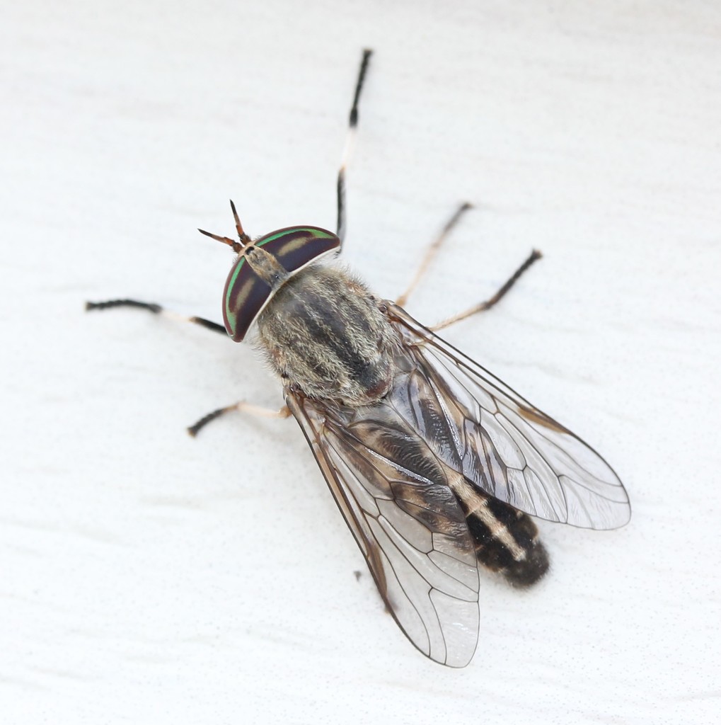 Tabanus subsimilis