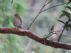 Turdus maculirostris
