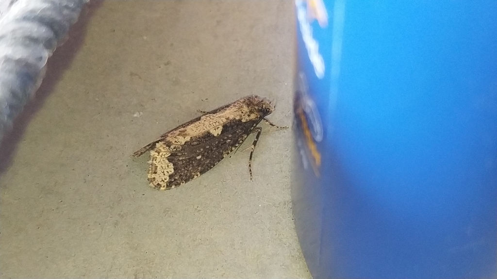 Scardia boletella