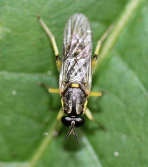 Solva pallipes