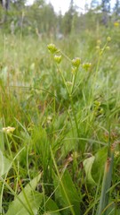 Lomatium knokei