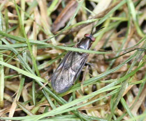 Rachicerus obscuripennis photo 5