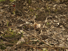 Apodemus agrarius