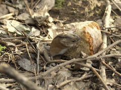 Apodemus agrarius