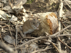 Apodemus agrarius