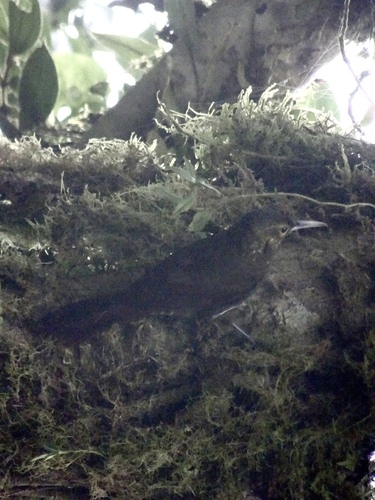 Xiphorhynchus erythropygius