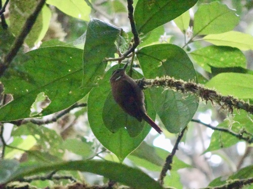 Xenops mexicanus
