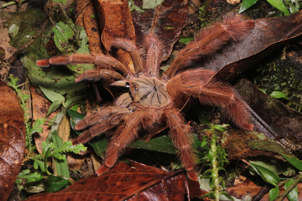 Orange Tree Tarantula