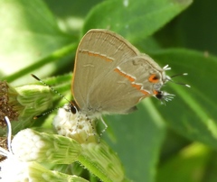 Electrostrymon hugon