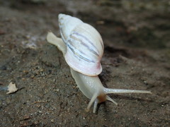 Drymaeus aequatorianus