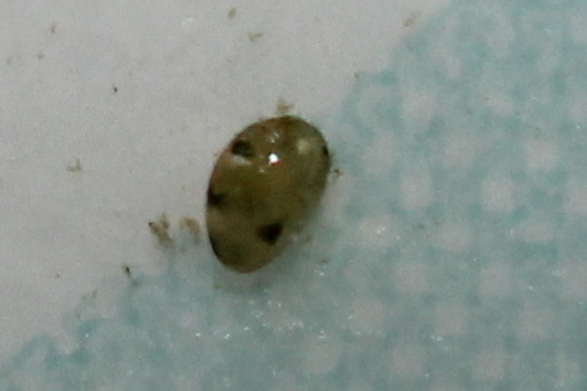 Cypria ophtalmica