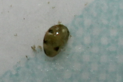Cypris ponctuée (La), Cypris ophthalmique (La)