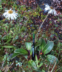 Celmisia verbascifolia