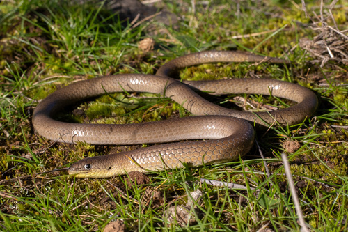 Patternless Delma, Delma inornata