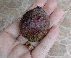 Terminalia catappa