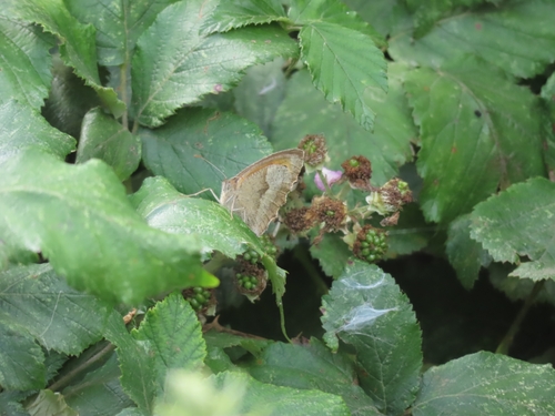 Maniola jurtina