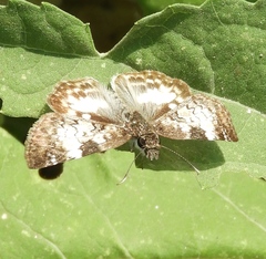 Chiomara georgina georgina