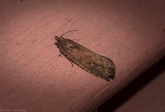 Cryptaspasma sordida