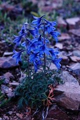 Delphinium brachycentrum
