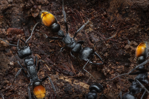 Toothless bull ant photo 3