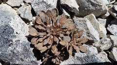 Notothlaspi rosulatum