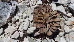 Notothlaspi rosulatum