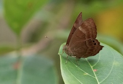 Abisara echerius