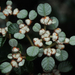 Spyridium parvifolium - Photo (c) Connor Margetts, osa oikeuksista pidätetään (CC BY), lähettänyt Connor Margetts