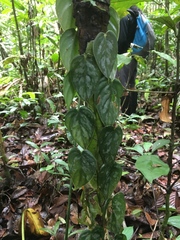 Philodendron brandtianum