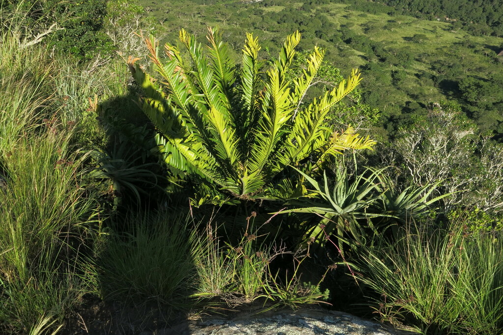 Encephalartos natalensis, Umgungundlovu, ZA-NL, ZA