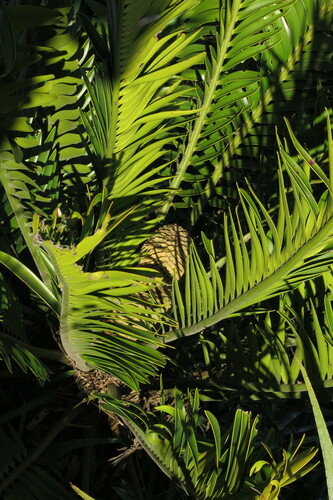 Image of Encephalartos natalensis by no rights reserved
