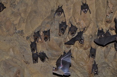 Hipposideros larvatus