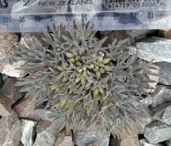 Lignocarpa carnosula