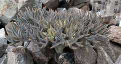 Lignocarpa carnosula