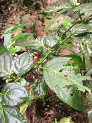 Witheringia solanacea