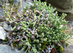 Helichrysum intermedium