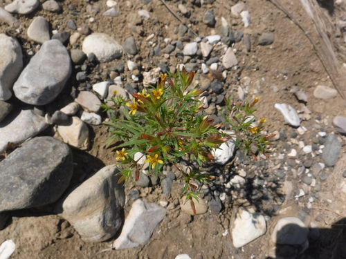 donkeyweed (Pectis ciliaris)