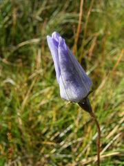 Wahlenbergia ceracea