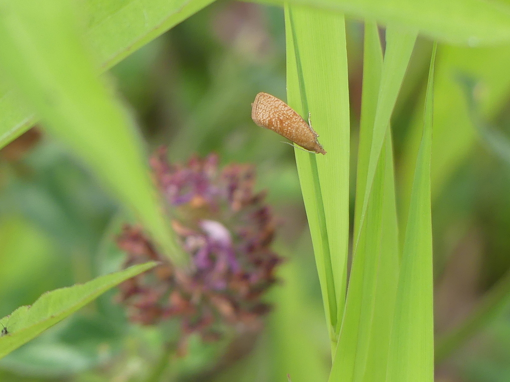 lakes-marble-from-49565-bramsche-deutschland-on-june-7-2023-at-02-07