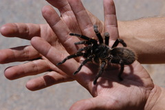 Grammostola