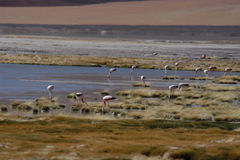 Phoenicoparrus andinus