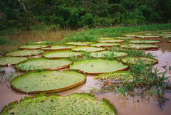 Victoria amazonica