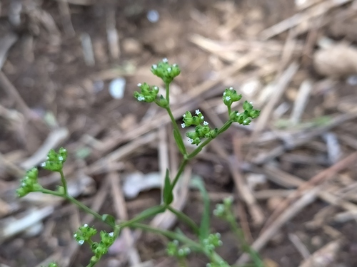 Broad-fruited cornsalad (Valerianella rimosa)