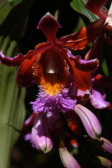 Sobralia dichotoma