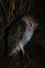 Tyto alba punctatissima