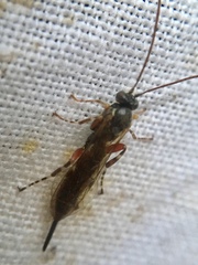 Itoplectis