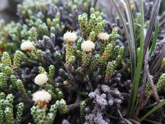 Helichrysum intermedium