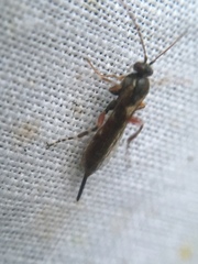 Itoplectis