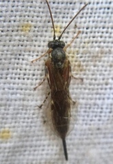 Itoplectis